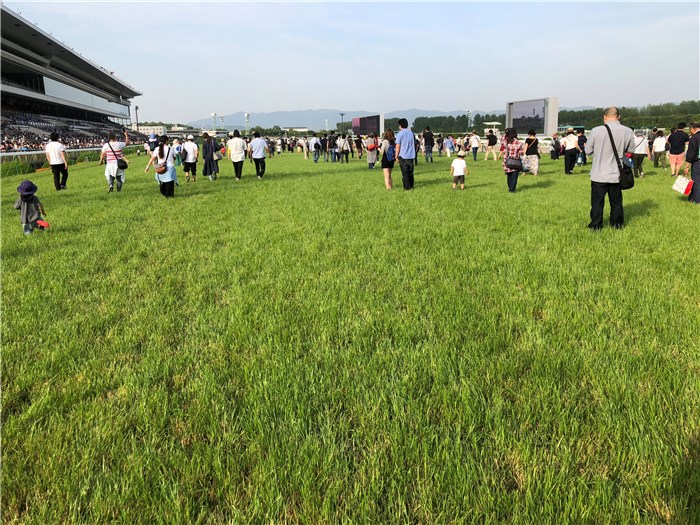 場 馬場 状態 東京 競馬